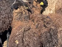 أغنام (دفعة، الجنس غير محدد), Karachay sheep — الصورة 4