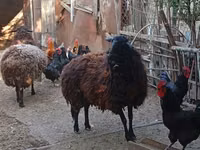 Brebis, Karabakh sheep — photo 3