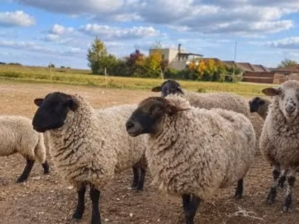 मेढ़ा, Suffolk sheep
