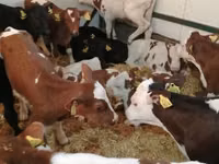 Rinder (Partie, Geschlecht nicht angegeben), Simmental cattle — Foto 3