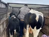 गाय, Russian Black pied cattle — फ़ोटो 1