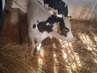 Bulle, Russian Black pied cattle — Foto 5