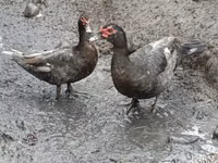 家养麝香鸭 — 照片 1