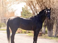 Caballo, Thoroughbred horse — foto 3