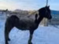 公马, Yakutian horse — 照片 6