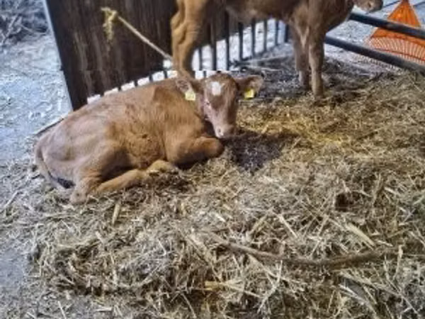 Bull, Cattle