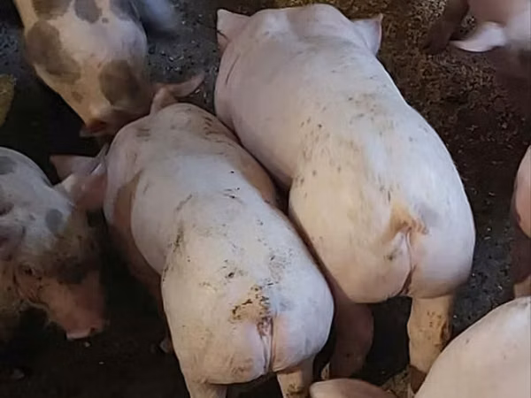 公猪, Pigs