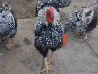وياندوت — الصورة 3
