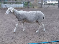 Schaf, Lacaune sheep — Foto 2