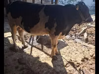 Taureau, Red Estonian cattle — photo 4