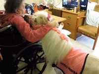 Stute, Miniature horse — Foto 3