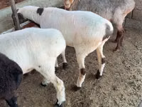 كبش, الأغنام — الصورة 4
