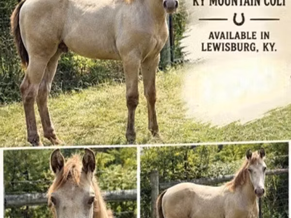 Cheval, Kentucky mountain daddle horse