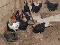 Chickens — photo 2