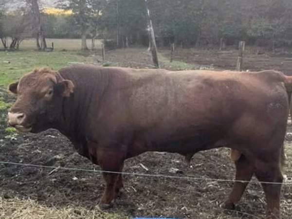 公牛, Aberdeen-Angus