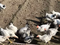 Chickens — photo 4