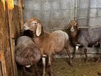 نعجة, Katum sheep — الصورة 4