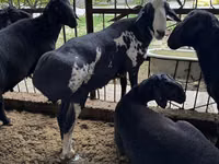 كبش, Rhon sheep — الصورة 2