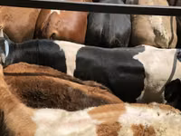 公牛, Cattle — 照片 1