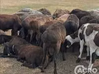भेड़ें (लॉट, लिंग निर्दिष्ट नहीं), Karakul sheep — फ़ोटो 1