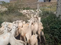 Goats (batch, sex not specified), Somali goats — photo 1