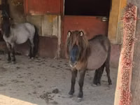 Jument, Shetland Pony — photo 1