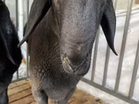 公羊, Jaidara sheep — 照片 1