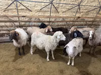 Brebis, Moutons — photo 3
