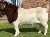 Chèvres (lot, sexe non indiqué), Boer goat — photo 6