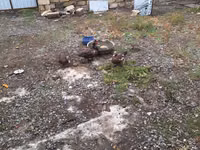 Ducks — photo 1