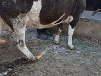 Vache, Simmental cattle — photo 5