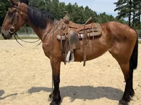 母马, Horses — 照片 4