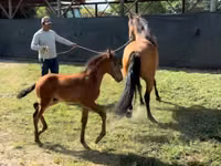 Jument, Paso Fino — photo 2