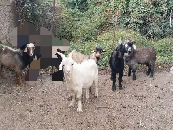 Billy Goat, Goats