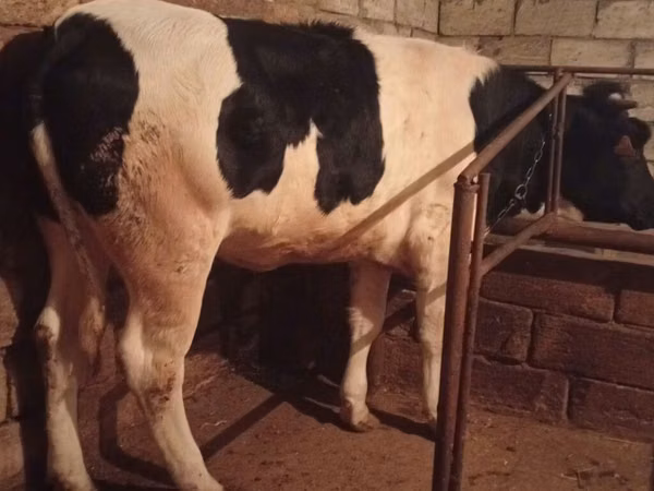 بقرة, Russian Black pied cattle