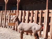 Widder, Rhon sheep — Foto 2