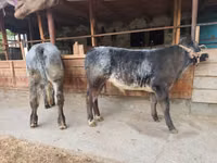 公牛, Swiss cattle — 照片 3