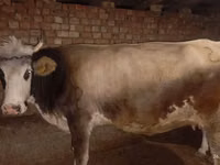 母牛, Cattle — 照片 4