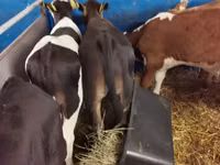 公牛, Simmental cattle — 照片 6
