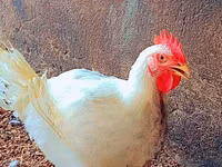 अमेरिकन गेम — फ़ोटो 2