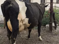 Vaca, Russian Black pied cattle — foto 1