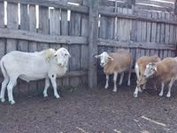 公羊, Katum sheep — 照片 1