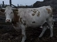 Cow, Simmental cattle — photo 1
