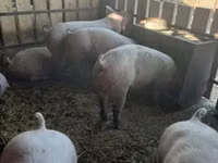 Sow, Pigs — photo 2