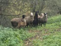 Oveja, Ovejas — foto 1