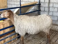 Sheep, Sheep — photo 7
