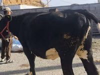 بقرة, Russian Black pied cattle — الصورة 2