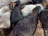 كبش, الأغنام — الصورة 2