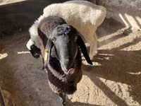 كبش, Blackheaded Persian sheep — الصورة 1