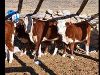 Bovinos (lote, sexo no especificado), Vaca kazaja de cabeza blanca — foto 2